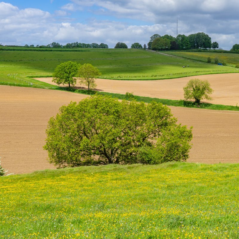 Uitgestrekt veld als onderdeel van Ode aan het Landschap gemaakt door Jessica