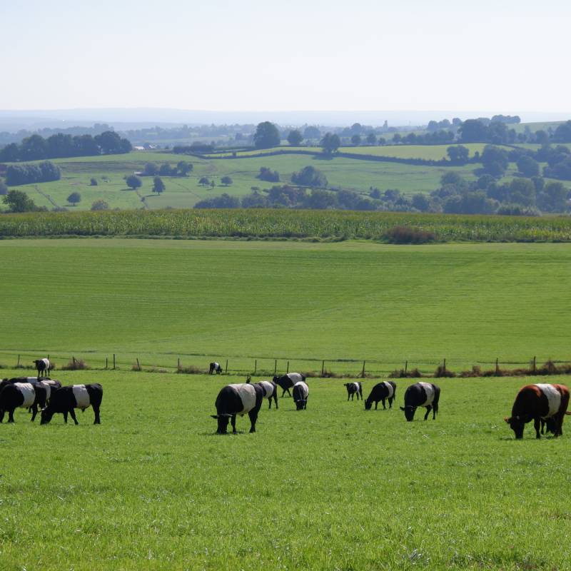 Het uitzicht tijdens je tocht door Limburg