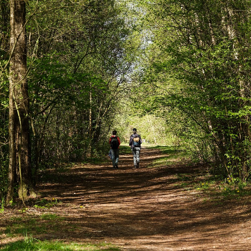 Wandelen in de bossen van Flevoland