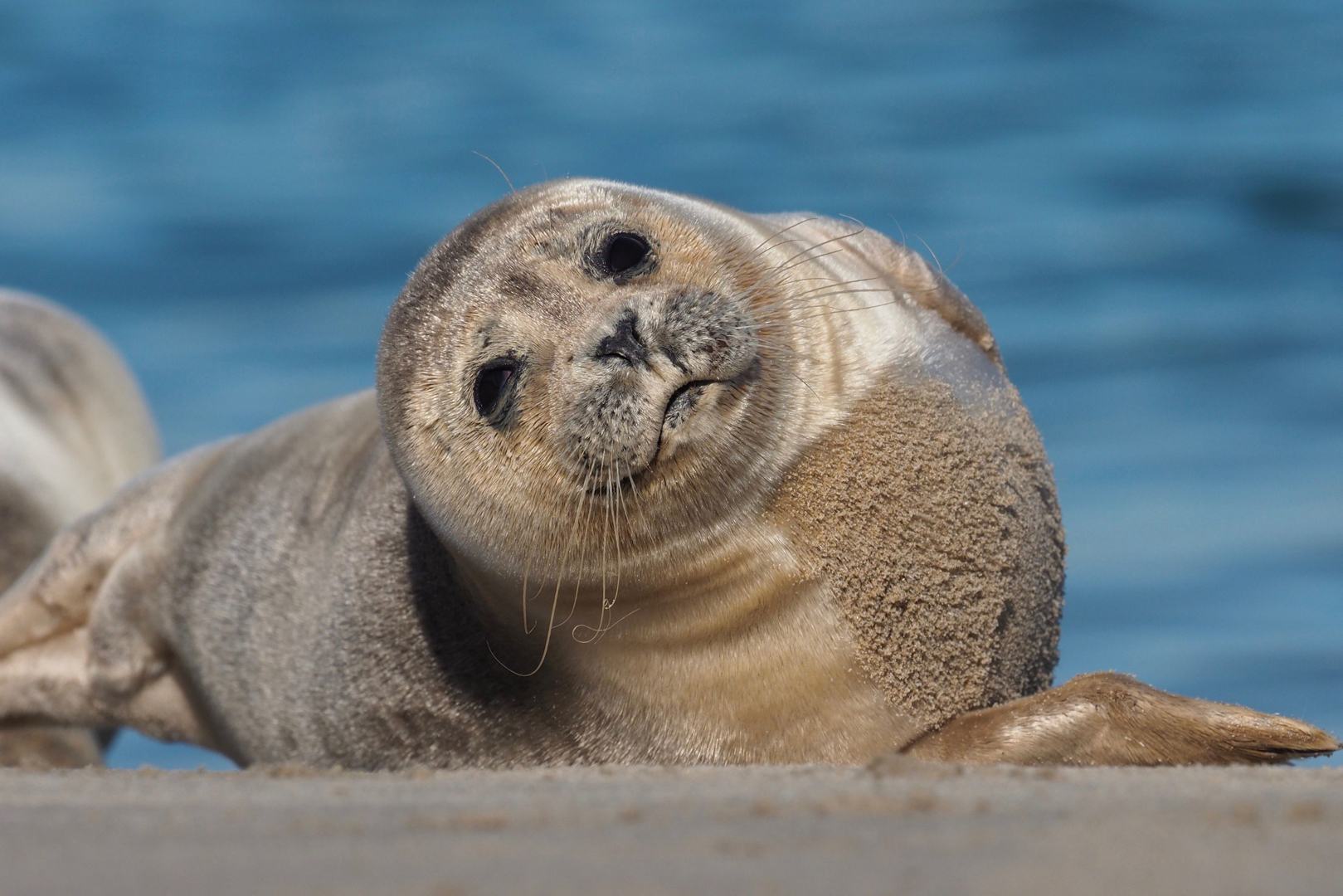 Een zeehond die in de zon ligt naast de Haringvliet