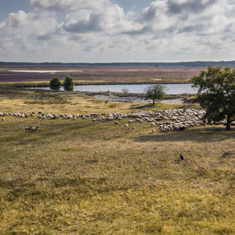 Natuur tijdens IVN Trektocht Drenthe