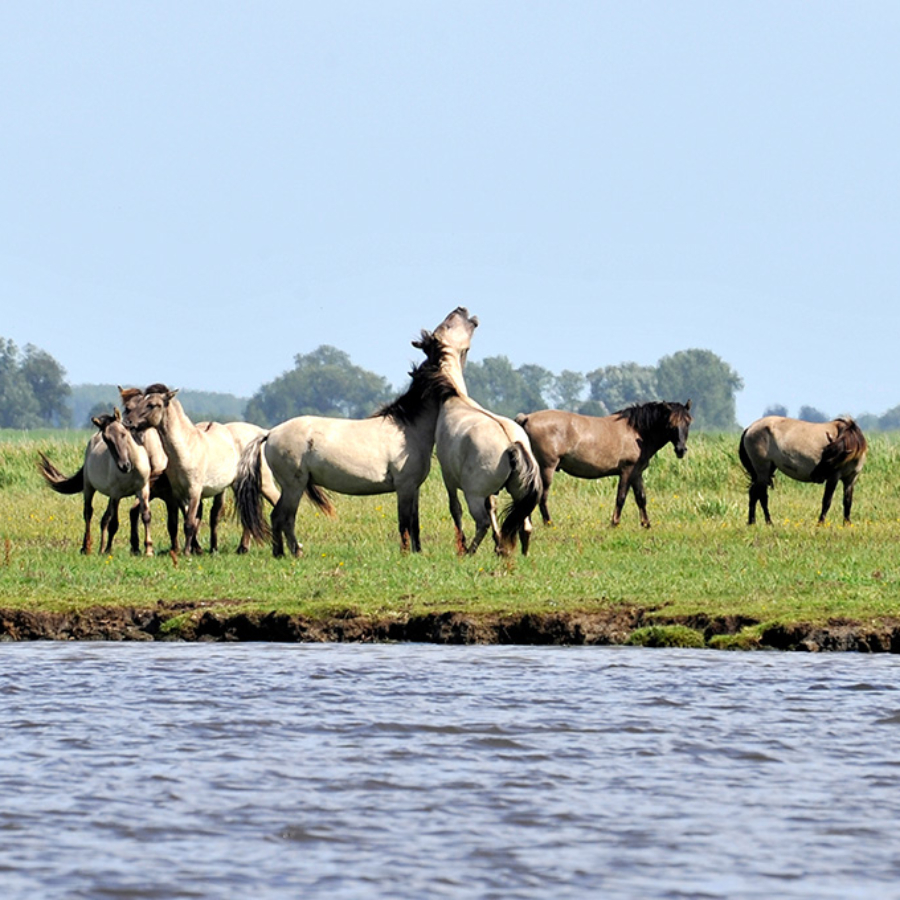 Konik paarden Lauwersmeer