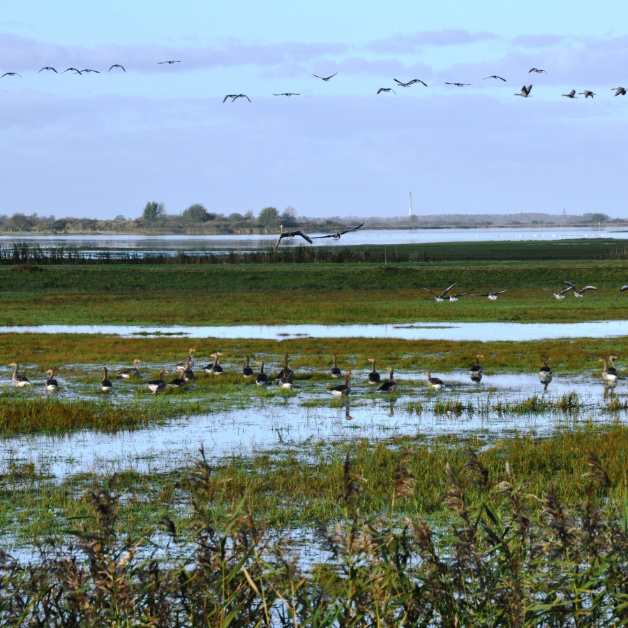 Ganzen Lauwersmeer