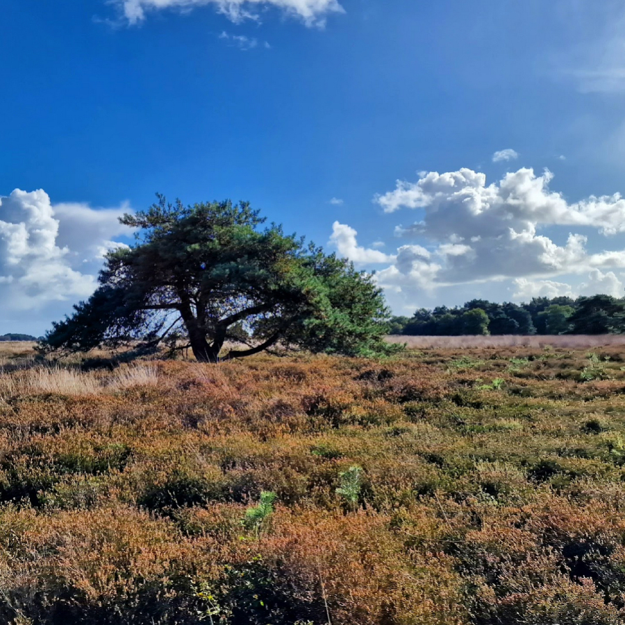 Landschap tijdens de trektocht door Drenthe
