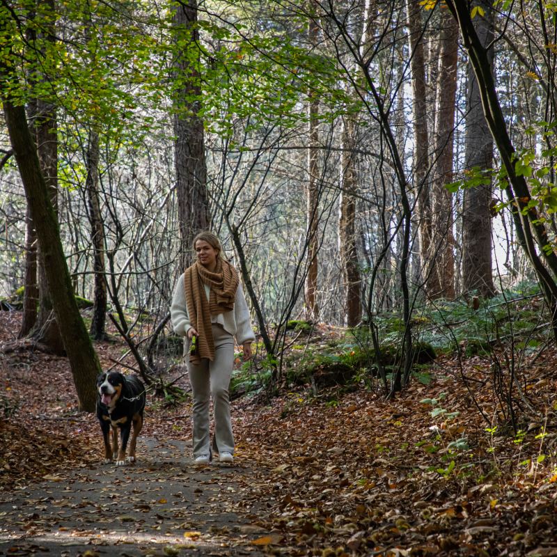 Drents Friese Wold
