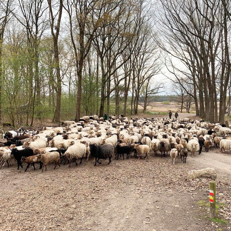 Wandelen_Hunebuis_arrangement-individueel_AD