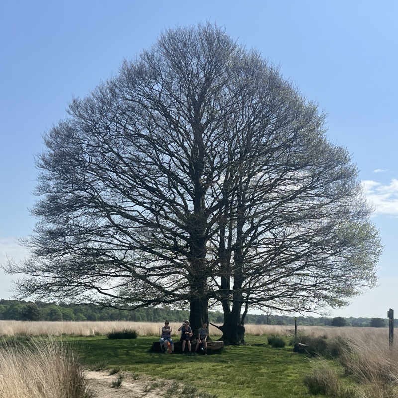 Wandelen- grote boom
