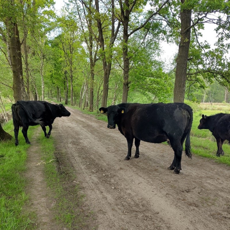 Wandelen Brabantse koeien