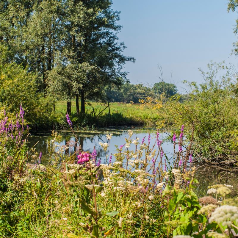 Zuid-Holland