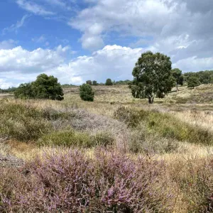 wandelen maasduinen