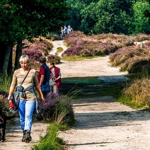 Wandelen door de paarse heide