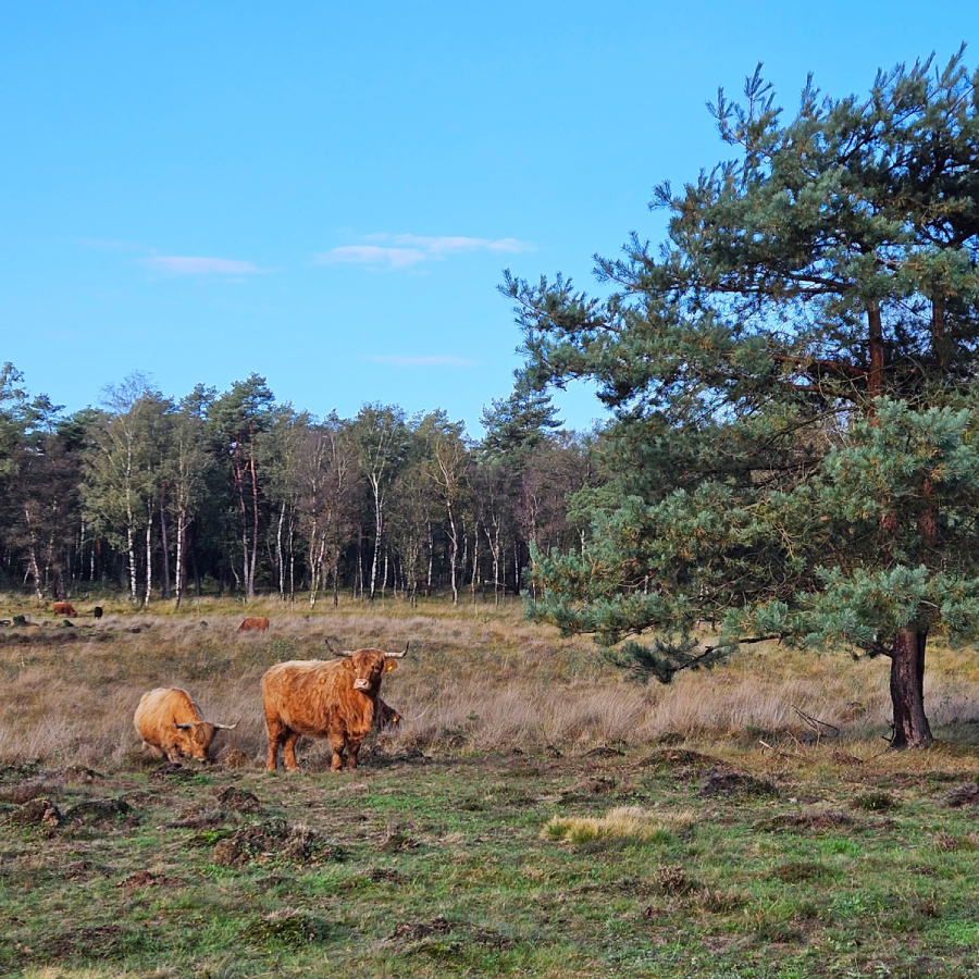 Koeien wandelweekend Drenthe