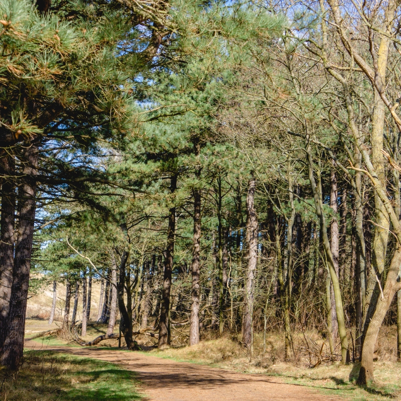 Wandelen noordhollands duinreservaat