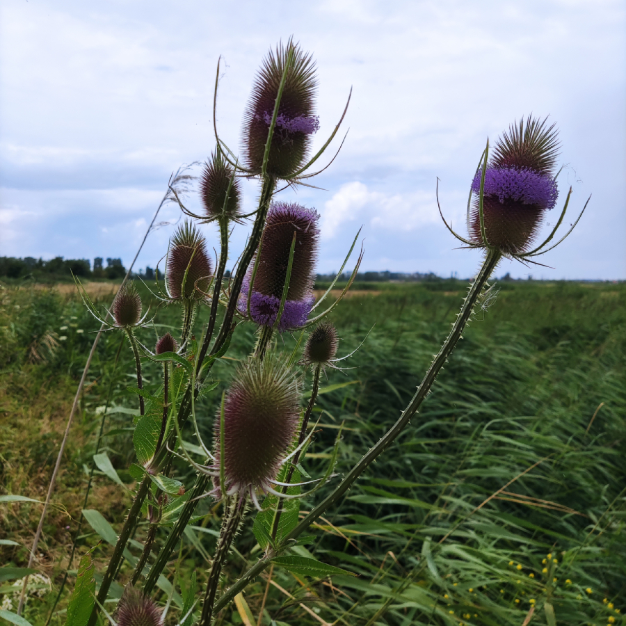 Bloemen tijdens de IVN Trektocht Biesbosch