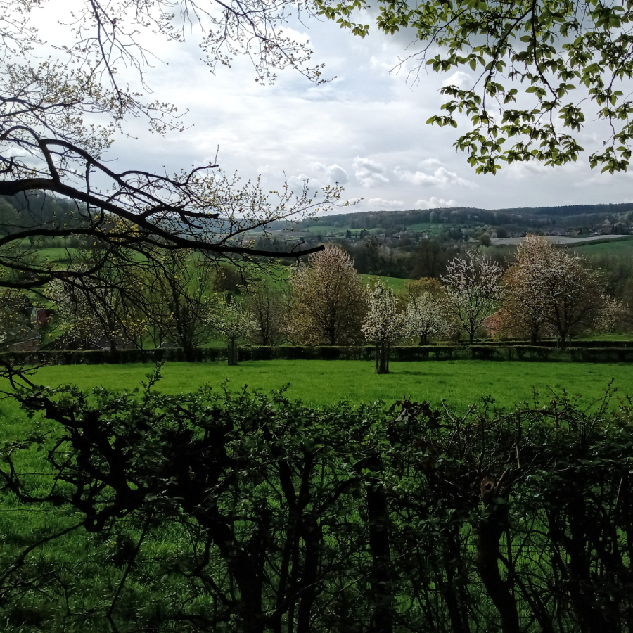 Mooie bloesem tijdens de Dutch Mountain Trail