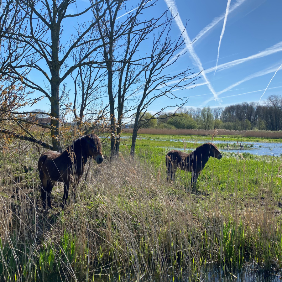 paardjes in Zuid Kennemerland