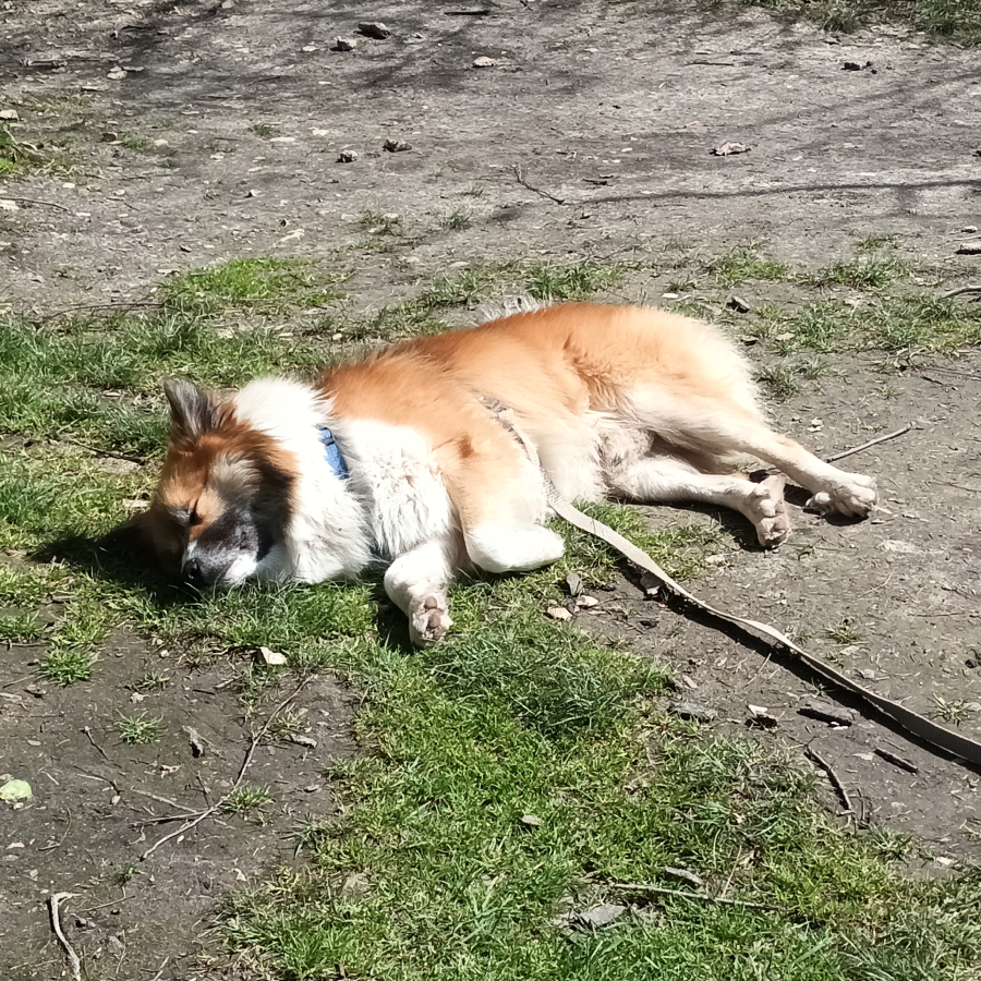 Moe hondje van de Dutch Mountain Trail