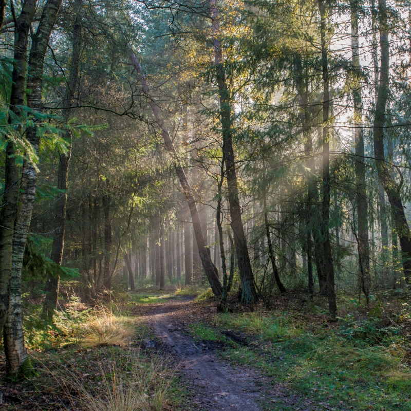 Wandelen Veluwe