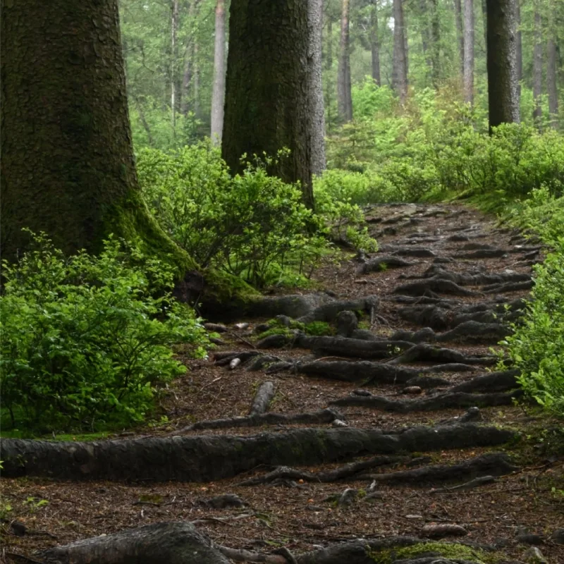 StauSeeSteig - DMFF