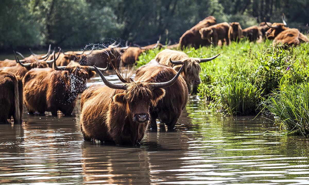 Schotse Hooglanders