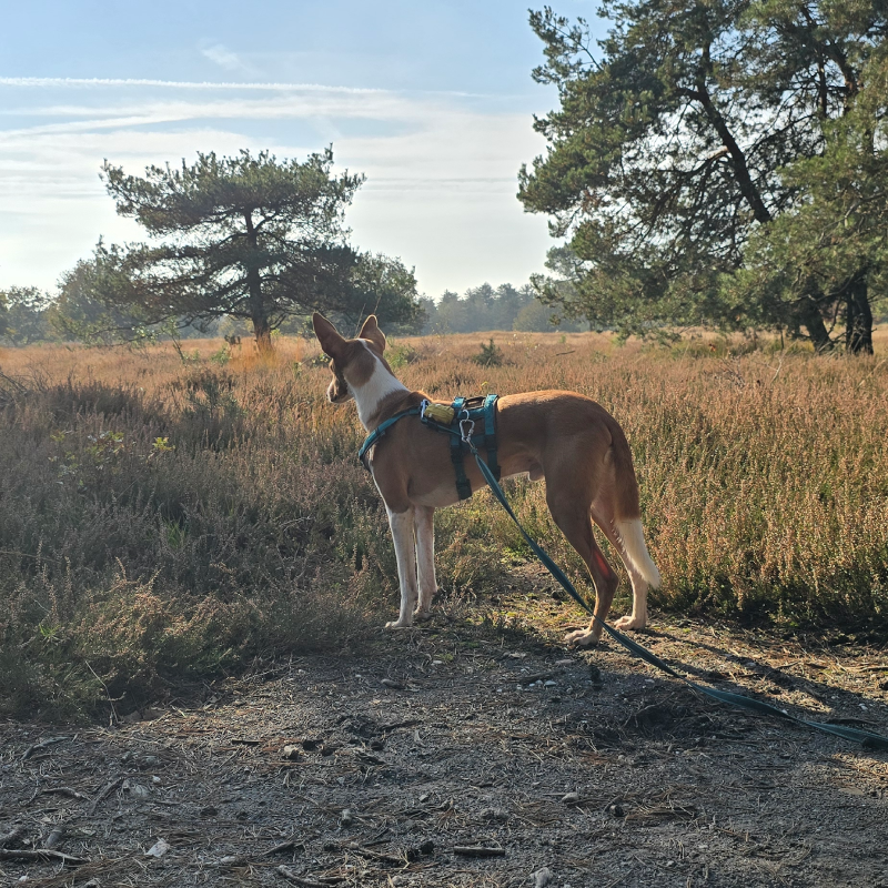 Vito IVN Trektocht Maashorst