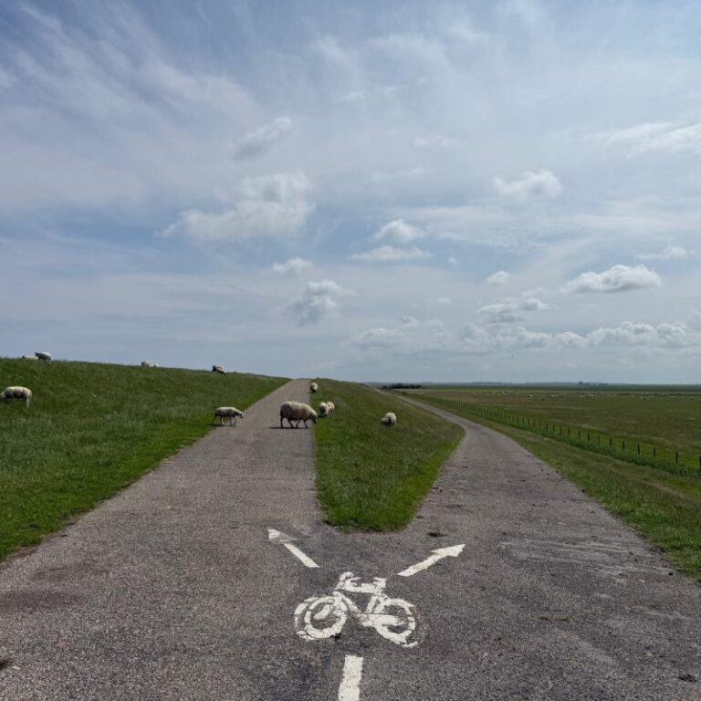 Fietsenpad- lauwersmeer