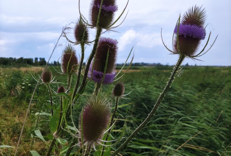 Bloemen tijdens de IVN Trektocht Biesbosch